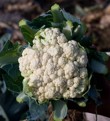 AgustaWestland white cauliflower,gobhee seeds Seed(13 per packet)