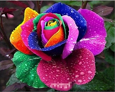 CRGO ROSE , GULAAB Seed(40 per packet)