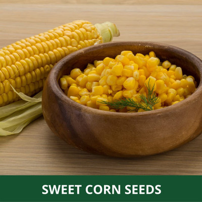 WILLVINE KGF -X Nk-80 Corn Seeds-[500g] Seed(2000 per packet)