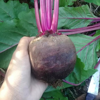 MYLAWN Beetroot Red Ball Seed(2000 per packet)