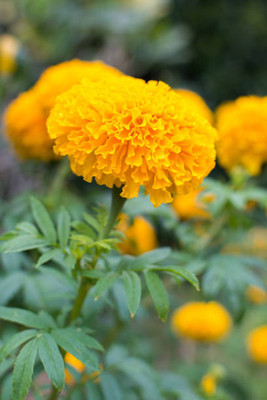 Behuria Agro Farm marigold/gende ka phool flower seeds Seed(50 per packet)