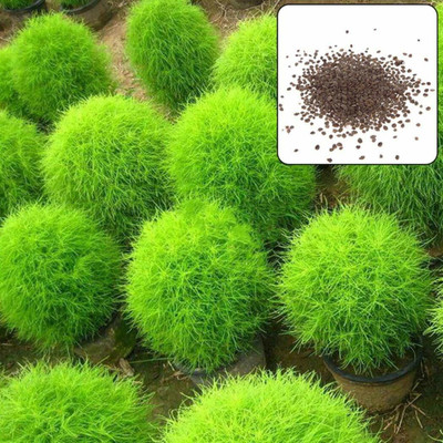 Aywal Kochia Broom Seedlings Peacock Pine Hybrid Seed(20 per packet)