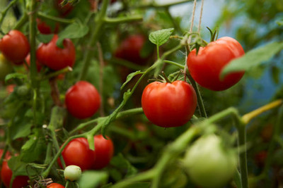 SHUBH SIDDHI tomato Seed(135 per packet)