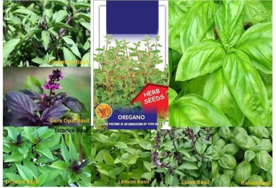 VibeX ™ XLL-1129- BASIL SEEDS 7 PKT K.G.P KIT & GET OREGANO SEEDS Seed(100 per packet)