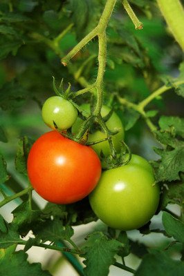 Earthvilla tomato Seed(105 per packet)