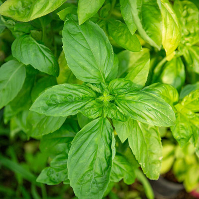 KNESSiN Basil Seed(1250 per packet)