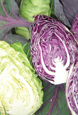 CYBEXIS Seeds of Vegetables Cabbage Colour Dual Mix F1 Hybrid2000 Seeds Seed(2000 per packet)