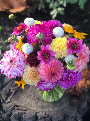 DEYS AGRO ™ mexican dalia flower seeds,hybrid mix Seed(39 per packet)
