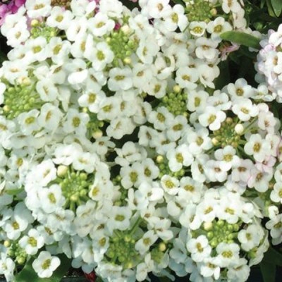 VINGTON Easter Bonnet White Alyssum Seed(50 per packet)