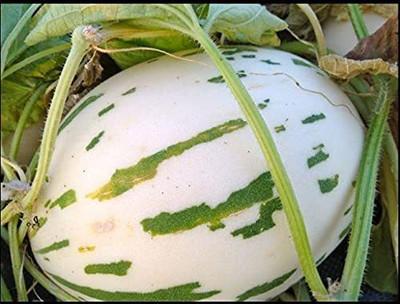 WILLVINE XLL-376 Snow Leopard Melon Seeds Seed(200 per packet)