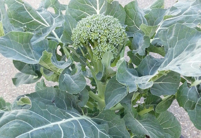 Qualtivate PUA-7A Hybrid Cross Between broccoli and Kale Seed(300 per packet)