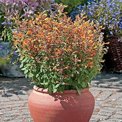CYBEXIS VXI-19 - Hummingbird Mint Agastache Flower - (1350 Seeds) Seed(1350 per packet)