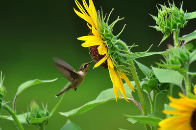 CYBEXIS LX-13 - Giant Sunflower Kit - (150 Seeds) Seed(150 per packet)