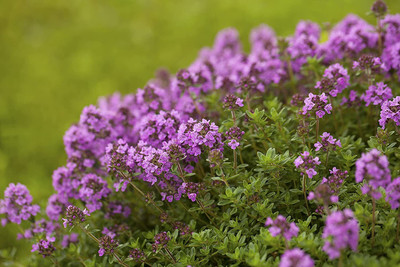 CYBEXIS XLR-91 - Thyme Thymus vulgaris - (450 Seeds) Seed(450 per packet)