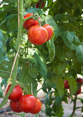 ZONATO tomato Seed(105 per packet)