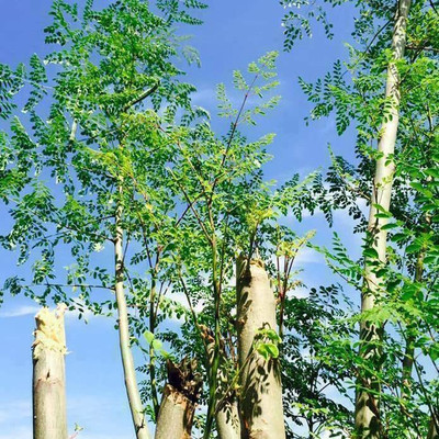 CYBEXIS NDIR-51 - Moringa Drumstick Horseradish Tree - (1350 Seeds) Seed(1350 per packet)