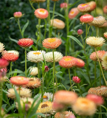 KANAYA Helichrysum Imported Song Mix Flower Seed(13 per packet)