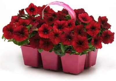 Qualtivate NDIR-317 Petunia Easy Wave Velour Red Seeds Seed(50 per packet)