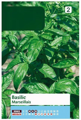 WILLVINE XLL-7 Marseille dwarf basil seeds Seed(1000 per packet)
