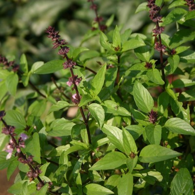 KNESSiN Thai Sweet Basil (Ocimum basilicum)-{800 Seeds} Seed(800 per packet)