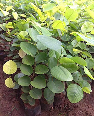 SBGARDEN Red sandal seeds original/Red chandan seeds 6 Seed(7 per packet)