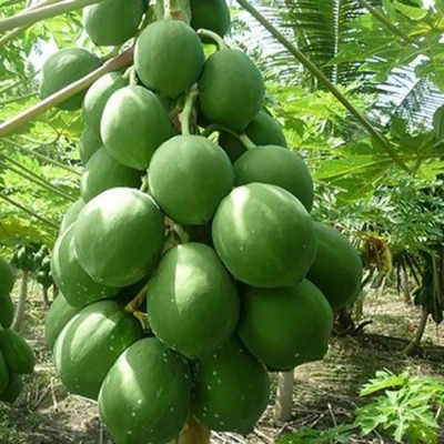 SREE Hybrid Papaya,Red papaya,pepe Seed(185 per packet)