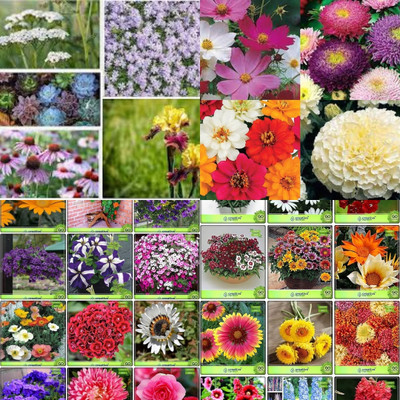 ibains All flowers seeds in one plant biij 228 Seed(228 per packet)