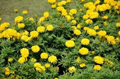 BULKY TRADE marigold,gende ka phool Seed(35 per packet)