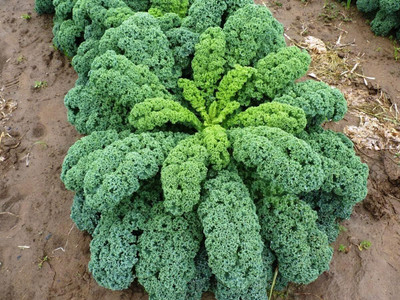 WILLVINE AGRI -VI Kale Bush Dinosaur Giant Cabbage [50g] Seed(15000 per packet)