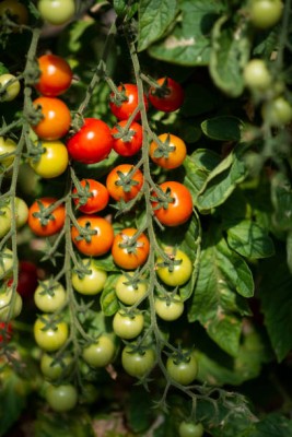 Farmer tech tomato Seed(155 per packet)