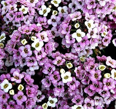 CYBEXIS Alyssum Mix Seeds - Lobularia maritima Seed(1 g)