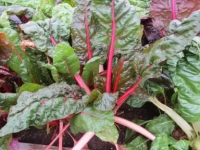 MAA Swiss Chard, Chard Seed(55 per packet)