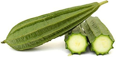 Qualtivate ICRA-7A Ridge Gourd |Turia Non-GMO Seed(50 per packet)