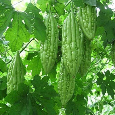 DIVINE BITTERGOURD Seed(50 per packet)
