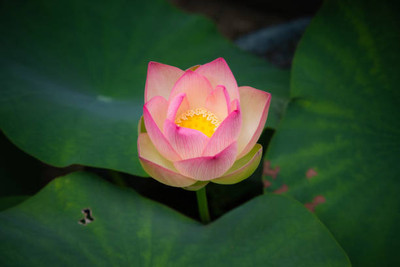 Nak lotus,kamal gatta Seed(11 per packet)