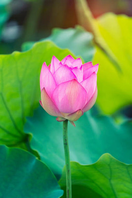 Heirloom Quality lotus,kamal gatta Seed(11 per packet)