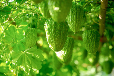 AFARTIOBINA 20 PCS BITTER GOURD SEEDS-A01 Seed(20 per packet)