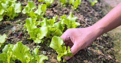 Aywal Gourmet Blend Lettuce Seed(500 per packet)