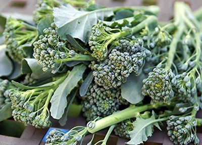 Qualtivate XXX-2A Calabrese Green Broccoli Seeds Seed(300 per packet)