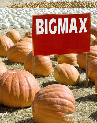 Qualtivate RES-3A Big Giant Pumpkin Seeds Seed(50 per packet)
