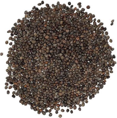 WILLVINE XLL-310 Hydroponics Organic Rambo Radish Microgreen Seed(500 per packet)
