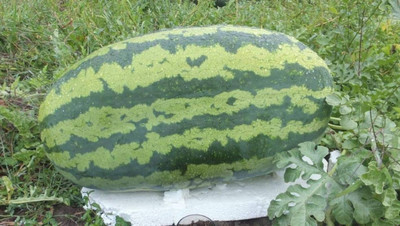 KNESSiN Watermelon Tarbuj F1 Hybrid[100 Seeds] Seed(100 per packet)