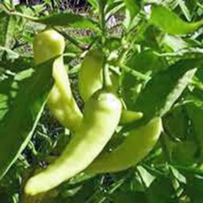 CYBEXIS Heirloom Super Hot Chili Pepper Seeds2400 Seeds Seed(2400 per packet)