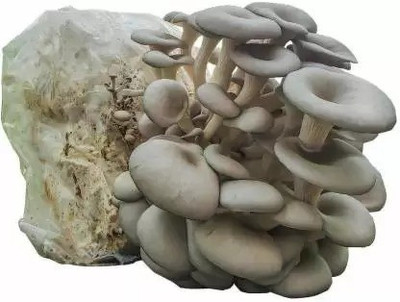 Chalisa Mushroom Seed(85 per packet)
