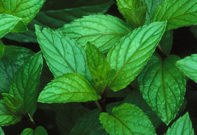 FOURGANIC Peppermint Seeds Herbs Non-GMO Seed(1000 per packet)