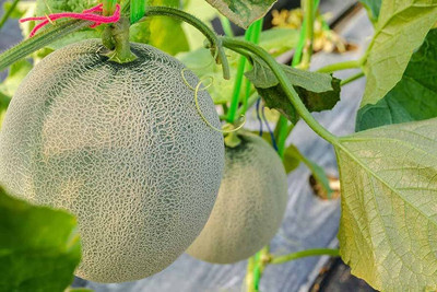 BDSresolve muskmelon seeds for farming/muskmelon seed 26 Seed(26 per packet)