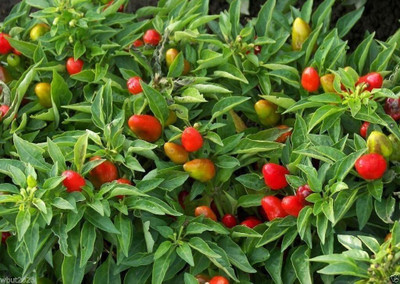 Qualtivate HUA-9A FIREAKA Edible Ornamental Pepper Chilli Seed(300 per packet)