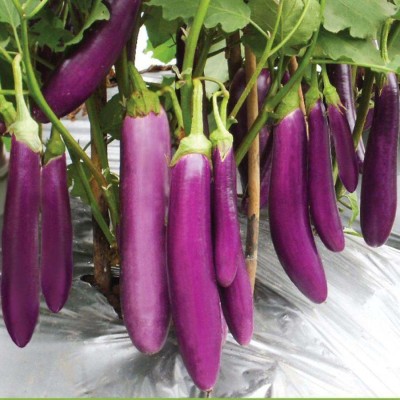 Avysa Vegetable Hybrid Brinjal Seeds for Home Garden Purple Eggplant Baby Eggplant Seed(250 per packet)