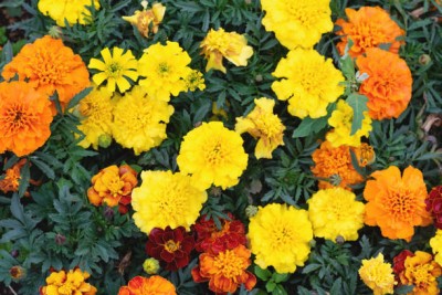 MATABE marigold/gende ka phool flower seeds Seed(50 per packet)