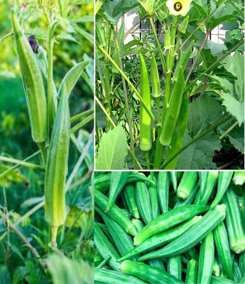 ibains Radhika lady finger seeds beez 20 Seed(20 per packet)